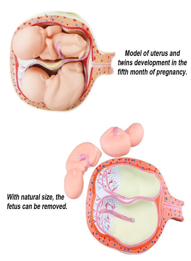 INTBUYING Education Model 8PCS Removable Human Anatomical Embryonic Development Nurse Study Human Pregnancy Development Process Model - Image 4