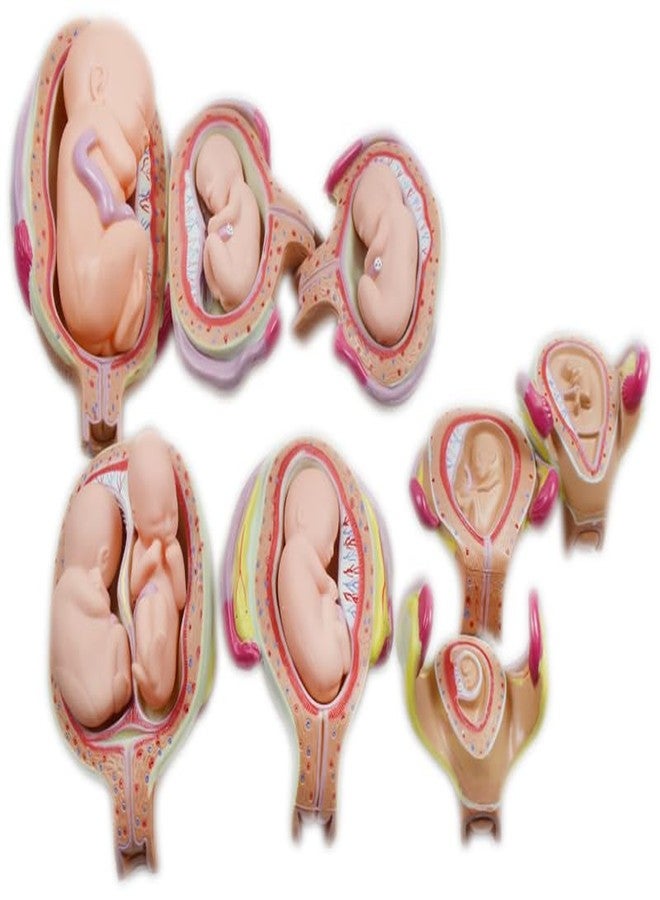 INTBUYING Education Model 8PCS Removable Human Anatomical Embryonic Development Nurse Study Human Pregnancy Development Process Model - Image 1