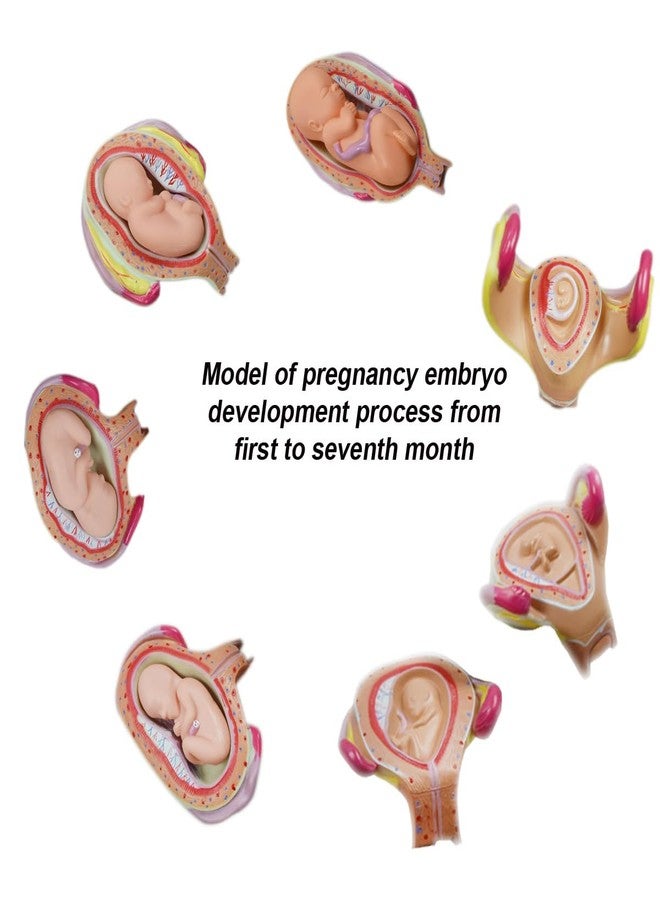 INTBUYING Education Model 8PCS Removable Human Anatomical Embryonic Development Nurse Study Human Pregnancy Development Process Model - Image 3