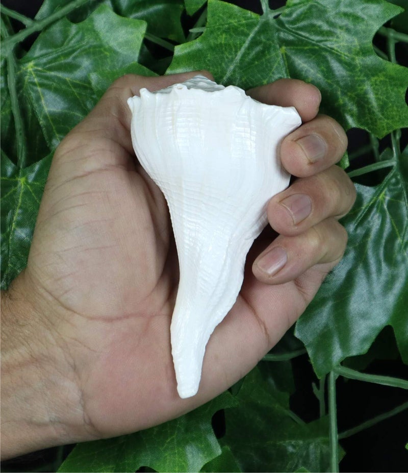 ASHIRWAD Dakshinavarti Original Shankh Valampuri Sangu Right Handed Lakshmi Shankh Conch Shell (3 inch) - Image 1