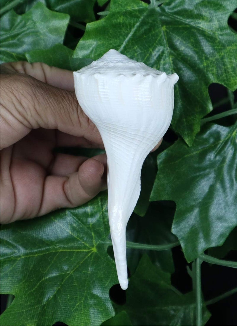 ASHIRWAD Dakshinavarti Original Shankh Valampuri Sangu Right Handed Lakshmi Shankh Conch Shell (3 inch) - Image 4