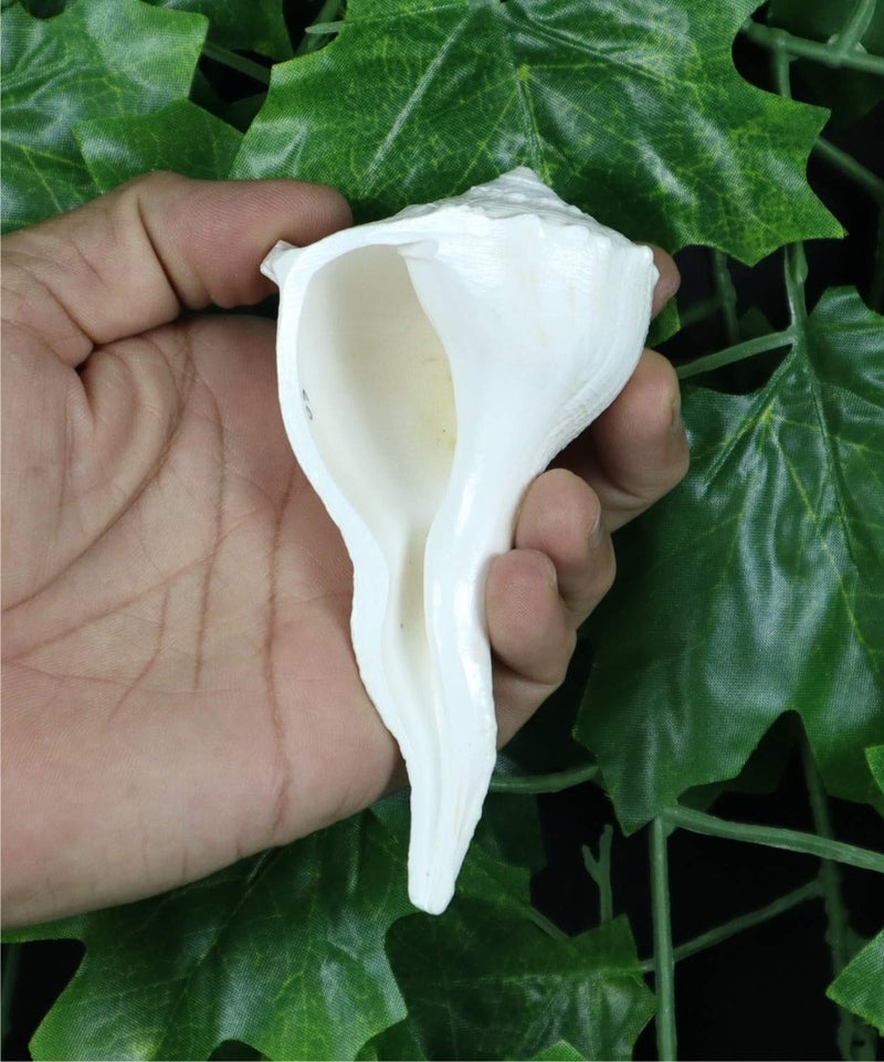 ASHIRWAD Dakshinavarti Original Shankh Valampuri Sangu Right Handed Lakshmi Shankh Conch Shell (3 inch) - Image 2