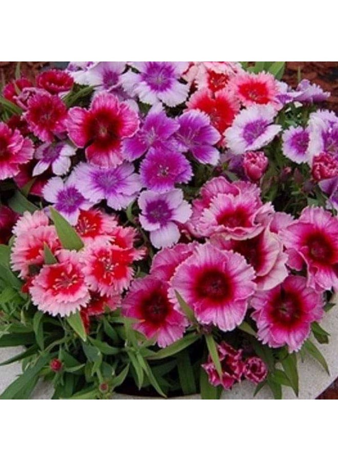 Dianthus Baby Doll Mixed Color Flower Seeds