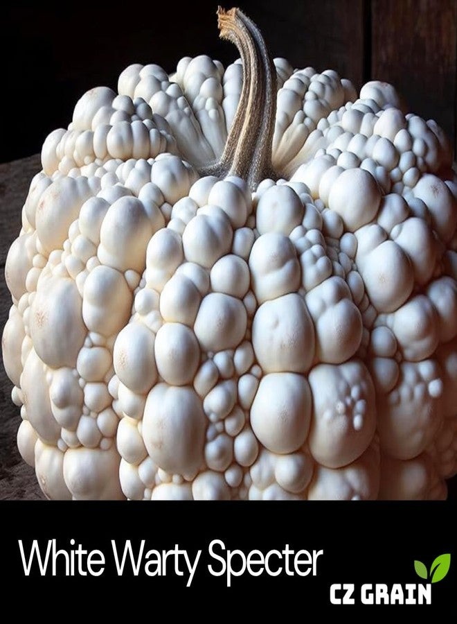 CZ Grain 10 Warty White Specter Pumpkin Seeds for Planting - Pure White with Subtle Warts - Rare, Elegant Variety for Unique Fall Décor, Halloween Displays & Garden Harvests - Image 2
