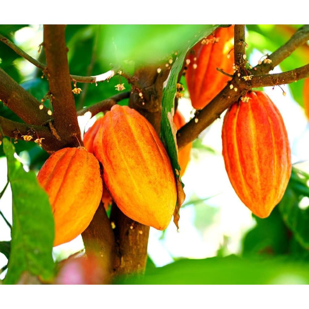 Generic Fruit Seeds for Planting - Garden Fruit Seeds (Cacao - 3 Seeds ...