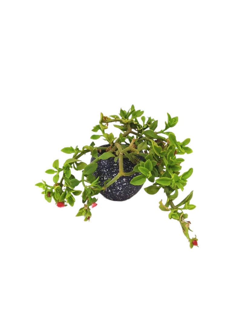 Shatla Shop صبار زهرة الشمس الصغيرة 