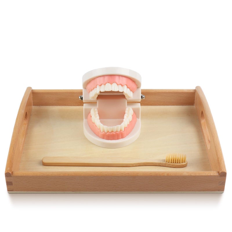 MEROCO Montessori Practical Life Brushing Teeth Model and Cards Montessori Homeschool Learning Preschool Toys for Toddlers - Image 2