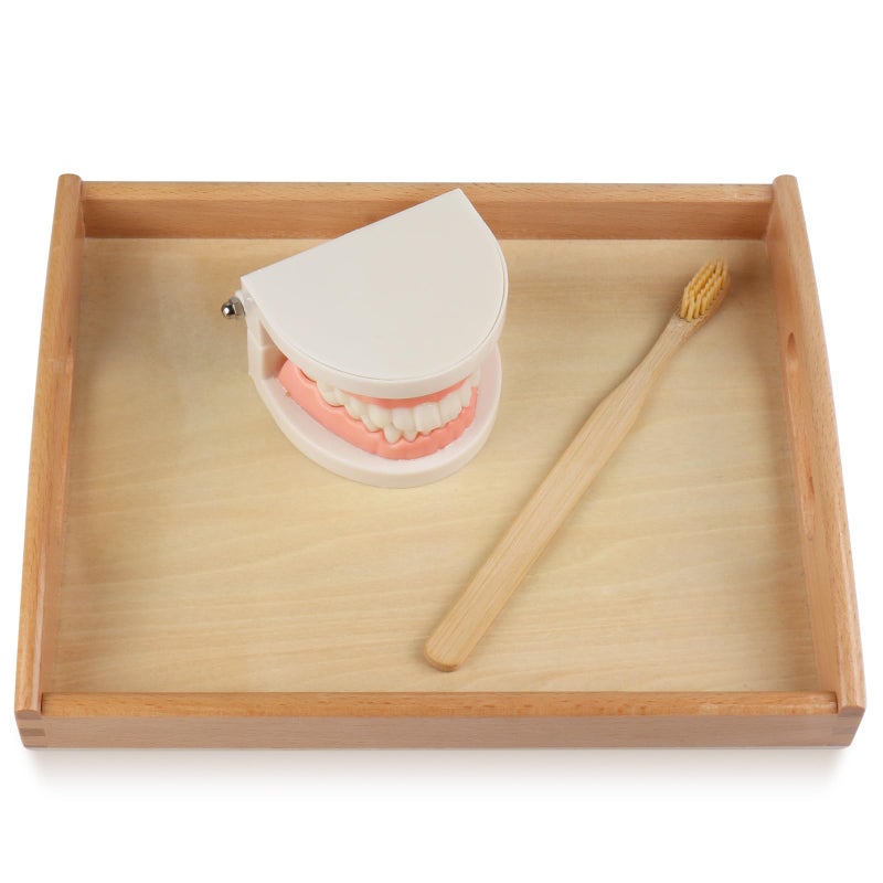 MEROCO Montessori Practical Life Brushing Teeth Model and Cards Montessori Homeschool Learning Preschool Toys for Toddlers - Image 4