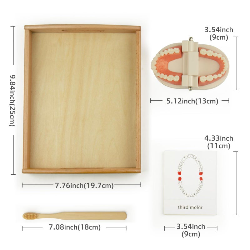 MEROCO Montessori Practical Life Brushing Teeth Model and Cards Montessori Homeschool Learning Preschool Toys for Toddlers - Image 3