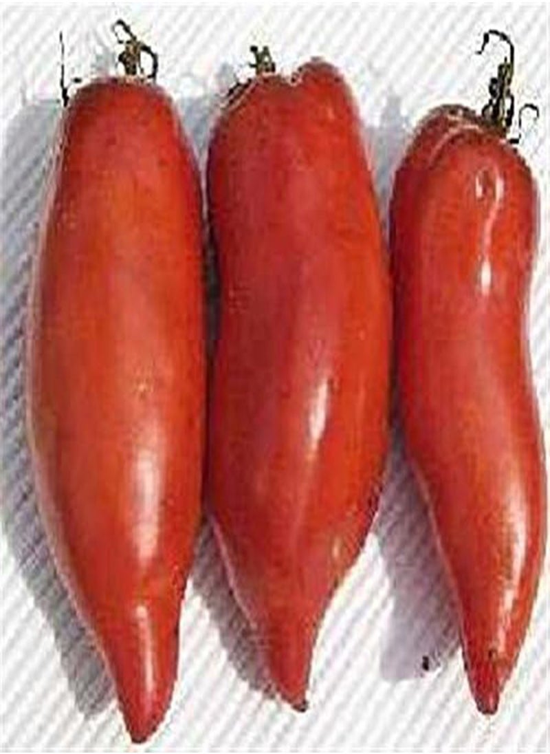 GGOOT Howard German Heritage Heirloom Long Bright RED Paste Cooking Tomato 20 Organic Seeds Certified  Organic Grower 