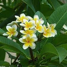 SKYCOM عبوة نبات بلوميريا من سكايكوم عدد 1 - Image 2