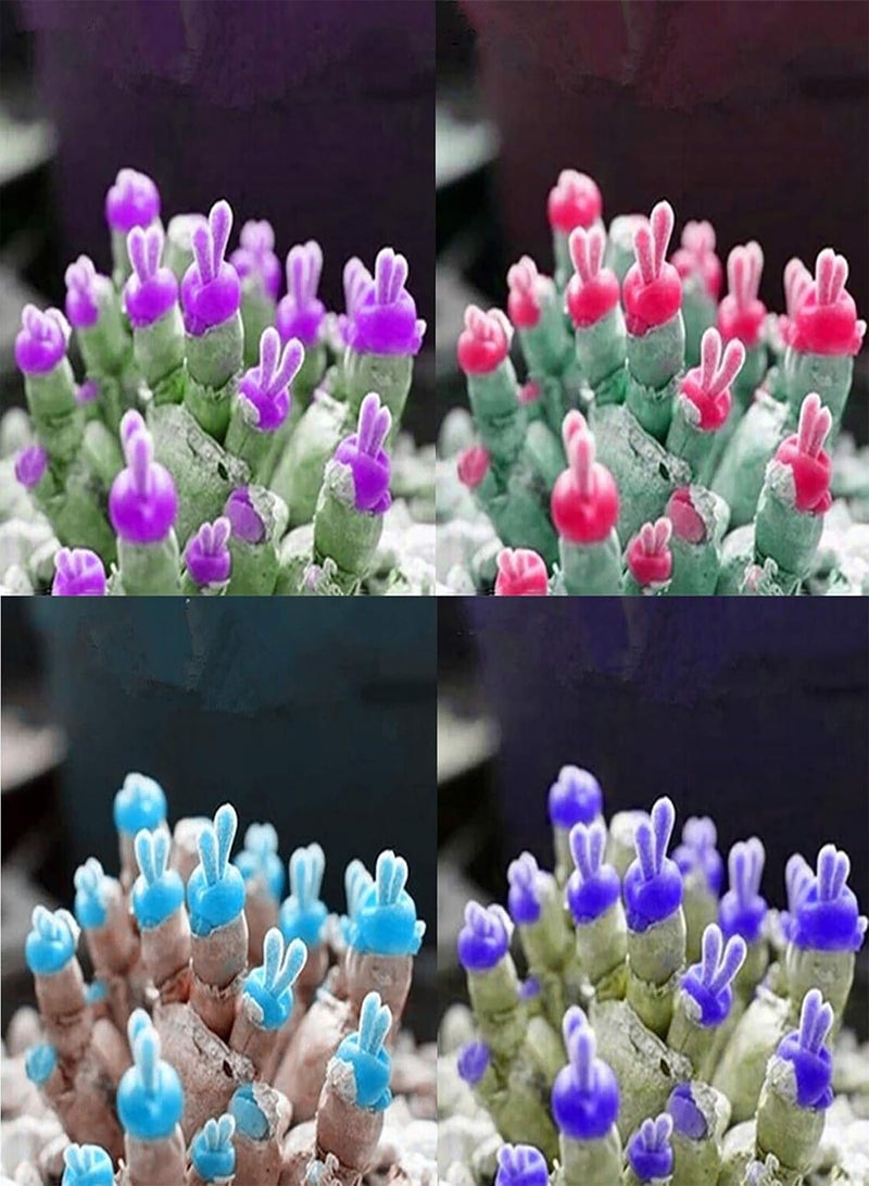 GGOOT 100Pcs/Bag Succulent Plants Seeds Easy to Plant Non GMO Small Monilaria Obconica Succulent Seeds for Home - Pink - Image 2