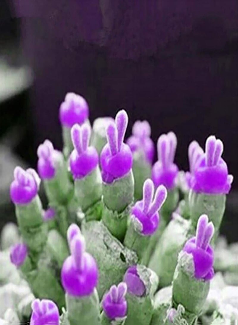 GGOOT 100Pcs/Bag Succulent Plants Seeds Easy to Plant Non GMO Small Monilaria Obconica Succulent Seeds for Home - Pink - Image 4