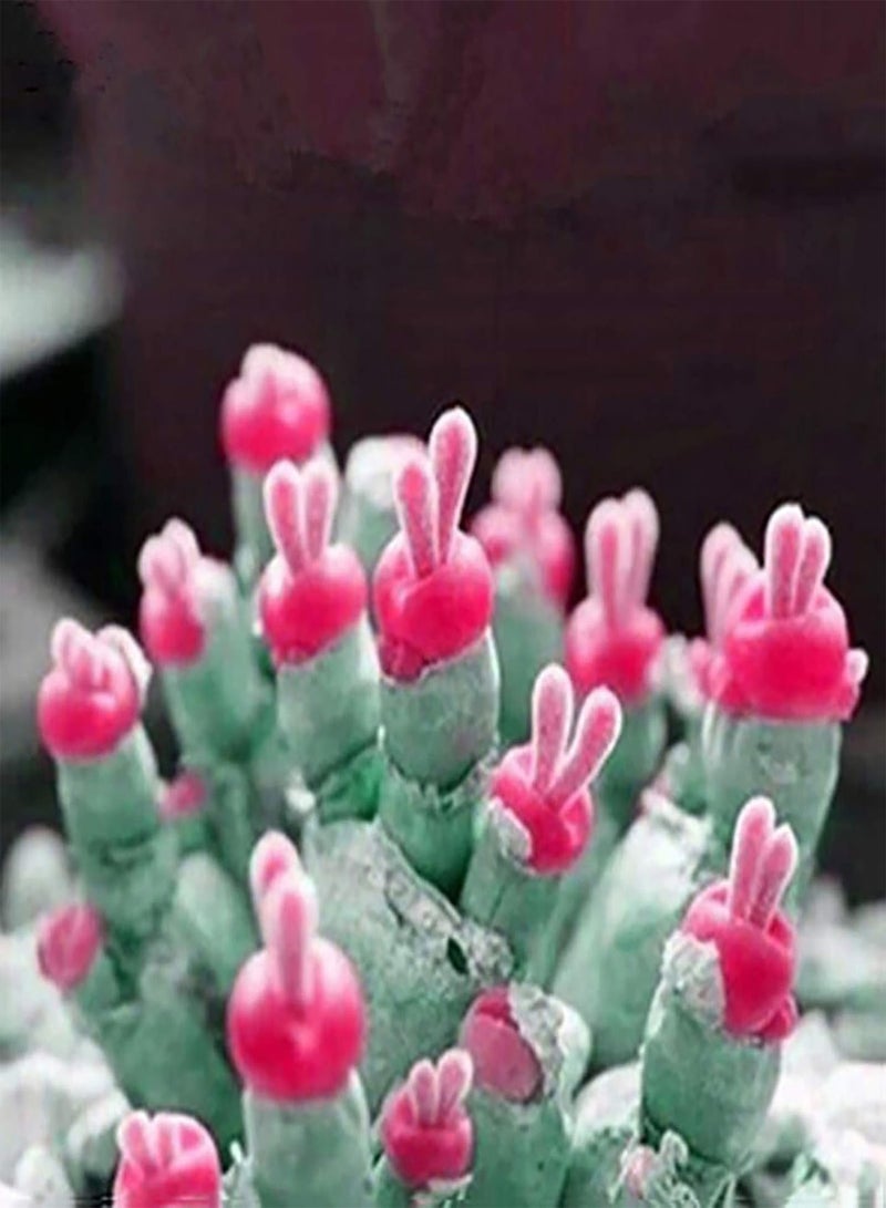 GGOOT 100Pcs/Bag Succulent Plants Seeds Easy to Plant Non GMO Small Monilaria Obconica Succulent Seeds for Home - Pink - Image 1