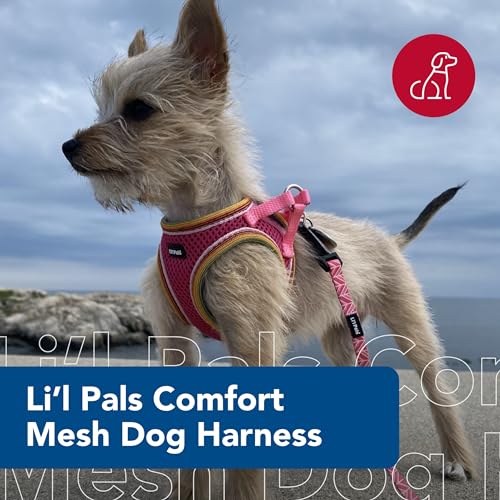 Coastal - Li'l Pals - Comfort Mesh Dog Harness, Blue Lagoon, 3/8" x 8"-10" - Image 2