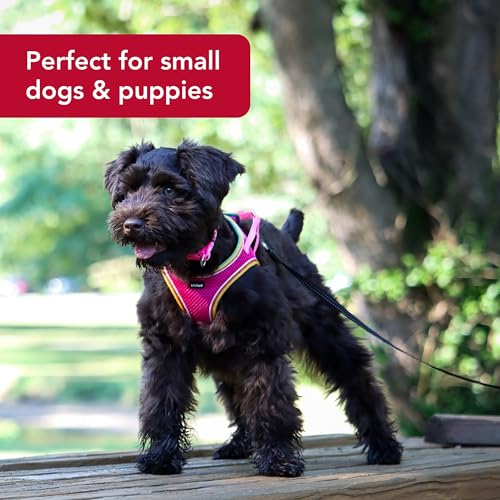 Coastal - Li'l Pals - Comfort Mesh Dog Harness, Blue Lagoon, 3/8" x 8"-10" - Image 3
