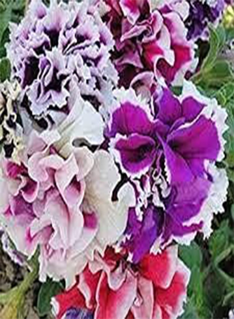 جي جوت 10 قطع من بذور زهرة الأكساليس الأرجوانية