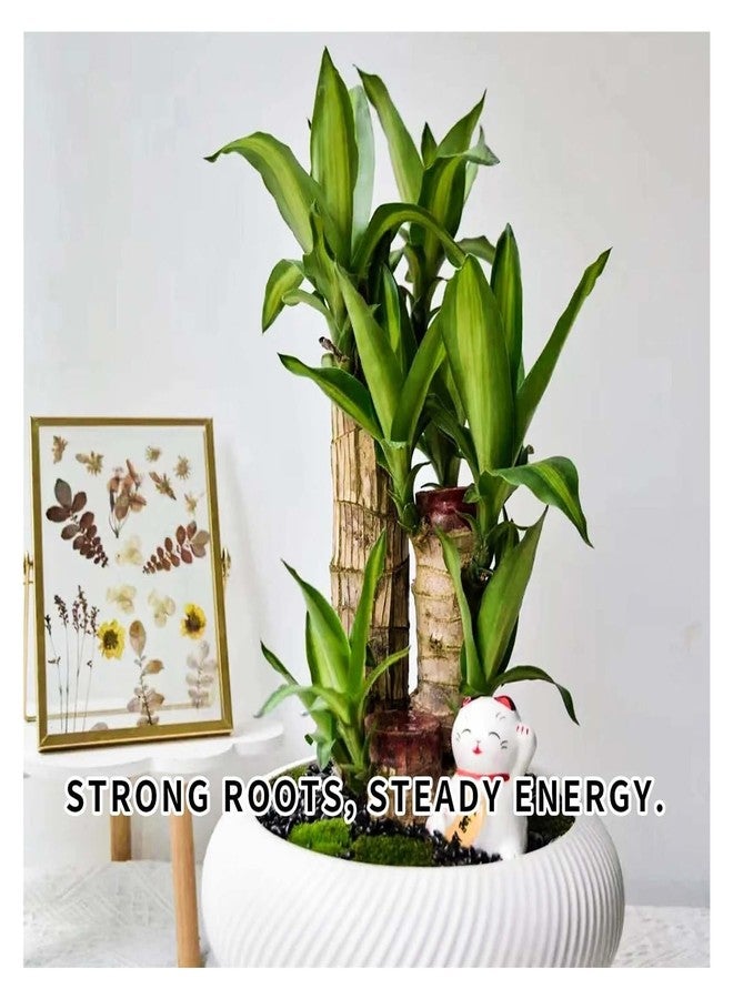 Brazilian Wood Plant Good Luck and Prosperity - Image 4