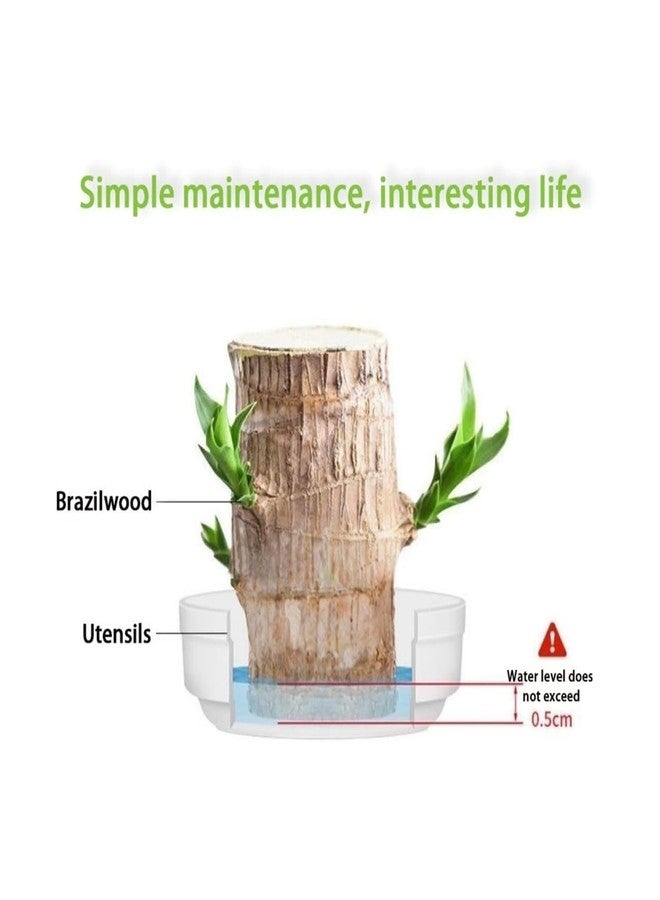 Brazilian Wood Plant Good Luck and Prosperity - Image 2