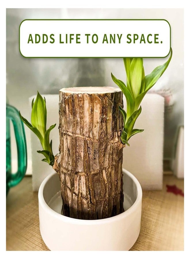 Brazilian Wood Plant Good Luck and Prosperity - Image 3