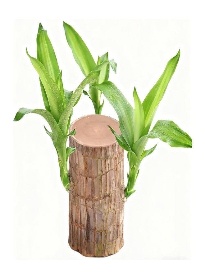 Brazilian Wood Plant Good Luck and Prosperity - Image 1
