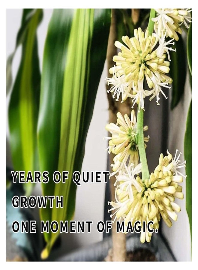 Brazilian Wood Plant Good Luck and Prosperity - Image 5