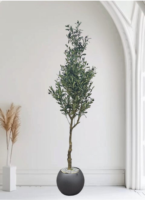 Fruitful olive tree with a large gray pot with an attractive design, make your home more elegant, 215 cm