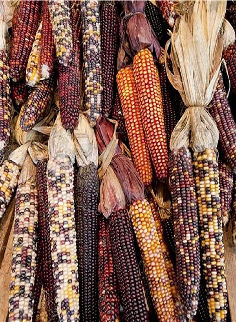 جي جوت 20 قطعة من بذور الذرة النادرة المزروعة في الدفيئة على مدار العام، حبوب بألوان ساحرة مناسبة لتزيين الحديقة والفناء - Image 2