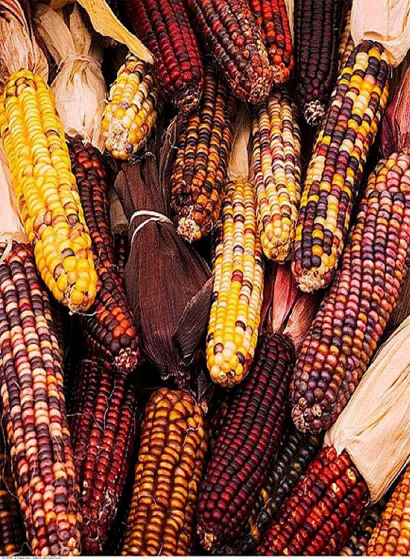 جي جوت 20 قطعة من بذور الذرة النادرة المزروعة في الدفيئة على مدار العام، حبوب بألوان ساحرة مناسبة لتزيين الحديقة والفناء - Image 1