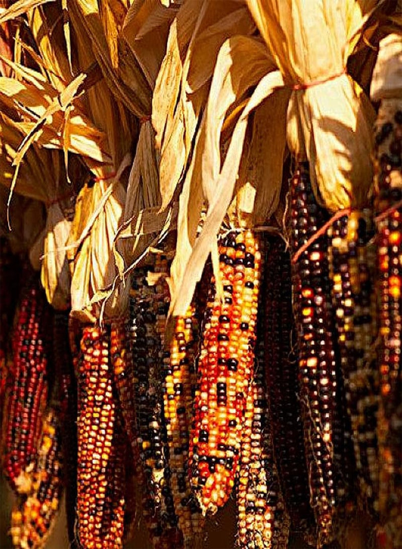 جي جوت 20 قطعة من بذور الذرة النادرة المزروعة في الدفيئة على مدار العام، حبوب بألوان ساحرة مناسبة لتزيين الحديقة والفناء - Image 3