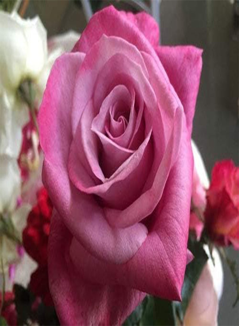 جي جوت 5 قطع من بذور زهرة الخزامى والورد من باربرا سترايساند - Image 1