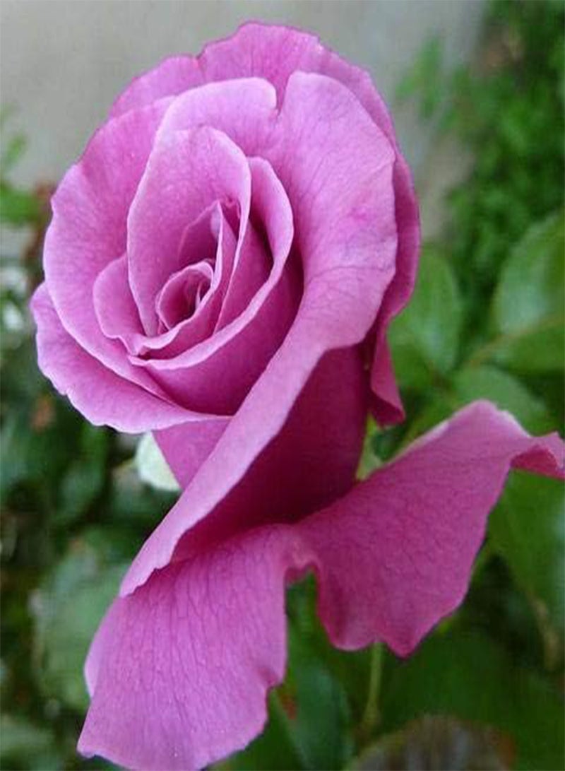 جي جوت 5 قطع من بذور زهرة الخزامى والورد من باربرا سترايساند - Image 3