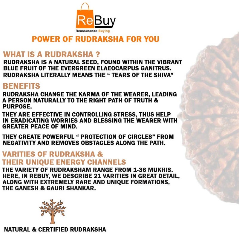 REBUY 8 Mukhi Rudraksha 8 Faced Nepali Rudraksh Bead Rudraksha Original & Certified Rudraksha for Men and Women, Color Brown, Origin Nepal, Bead Size 20-25 MM by - Image 4