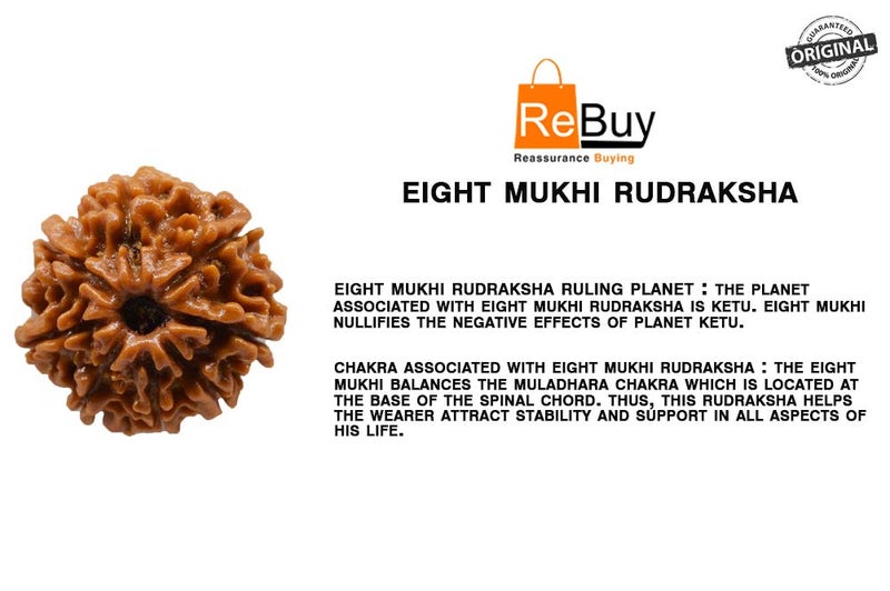 REBUY 8 Mukhi Rudraksha 8 Faced Nepali Rudraksh Bead Rudraksha Original & Certified Rudraksha for Men and Women, Color Brown, Origin Nepal, Bead Size 20-25 MM by - Image 3