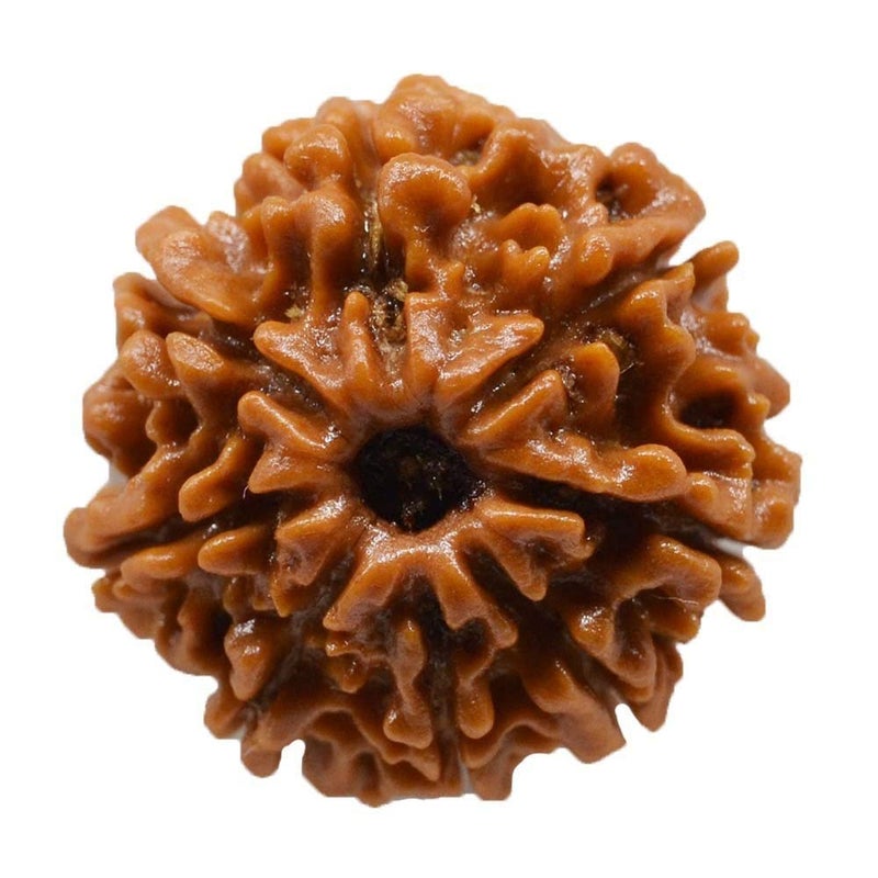 REBUY 8 Mukhi Rudraksha 8 Faced Nepali Rudraksh Bead Rudraksha Original & Certified Rudraksha for Men and Women, Color Brown, Origin Nepal, Bead Size 20-25 MM by - Image 2