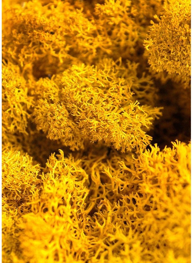 Super Moss 25125 طحلب الرنّة المحفوظ، مانجو، 2 أونصة - Image 4