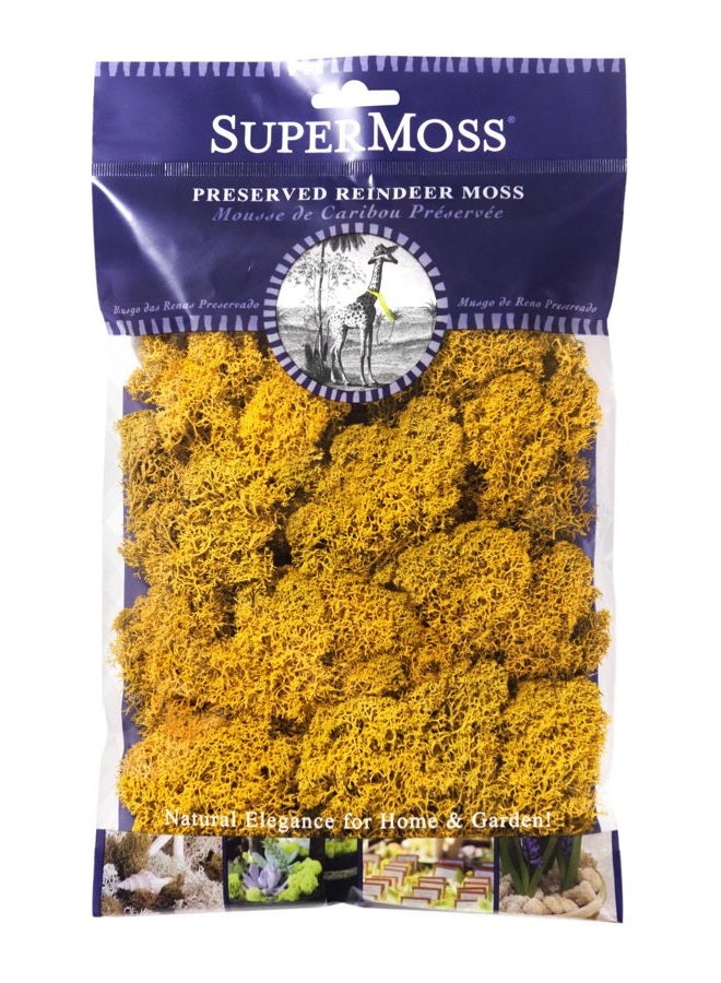Super Moss 25125 طحلب الرنّة المحفوظ، مانجو، 2 أونصة - Image 1