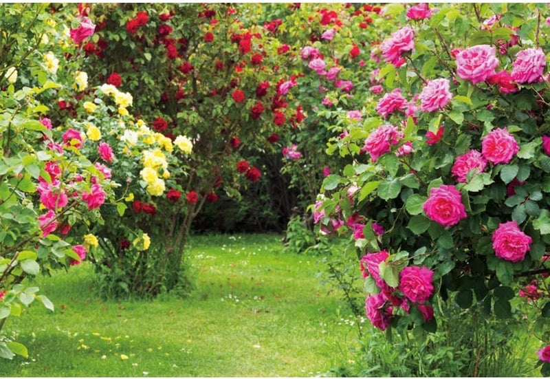 Renaiss 7x5ft Garden Floral Backdrop Red Pink Rose Flower Park Green Leaf Grass Natural Landscape Plant Photography Background for Wedding Bridal Shower Party Decor Photo Booth Props - Image 4