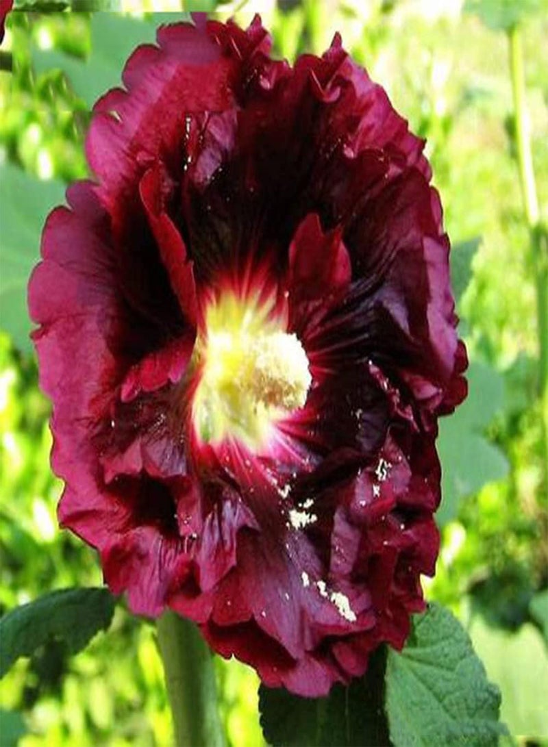 GGOOT 300pcs Red Special Ideal Hollyhock Seeds Blooming Deep Red Flowers Survive Easily Suitable Novice Gardeners Professional Growers - Image 2