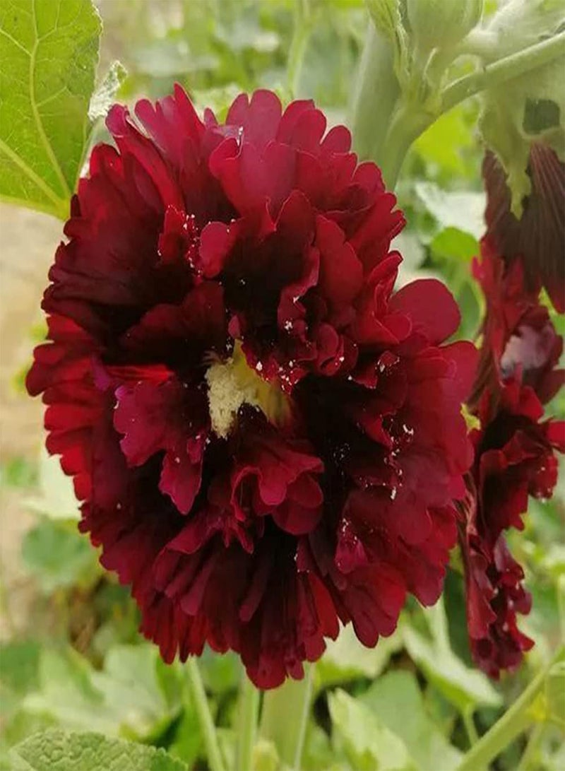 GGOOT 300pcs Red Special Ideal Hollyhock Seeds Blooming Deep Red Flowers Survive Easily Suitable Novice Gardeners Professional Growers - Image 3