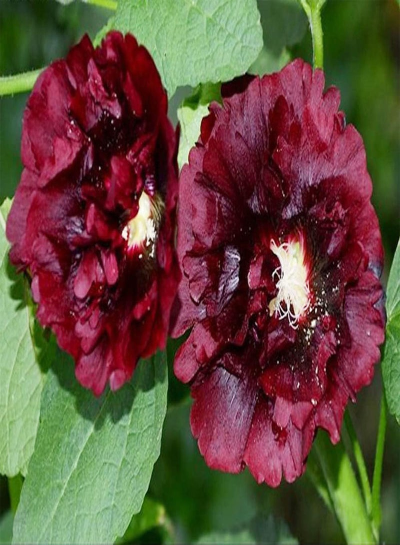 GGOOT 300pcs Red Special Ideal Hollyhock Seeds Blooming Deep Red Flowers Survive Easily Suitable Novice Gardeners Professional Growers - Image 1