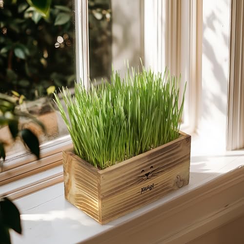 AVERGO طقم عشب القطط للقطط الداخلية – 4 عبوات من البذور - Image 5