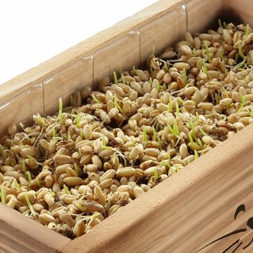 AVERGO طقم عشب القطط للقطط الداخلية – 4 عبوات من البذور - Image 4