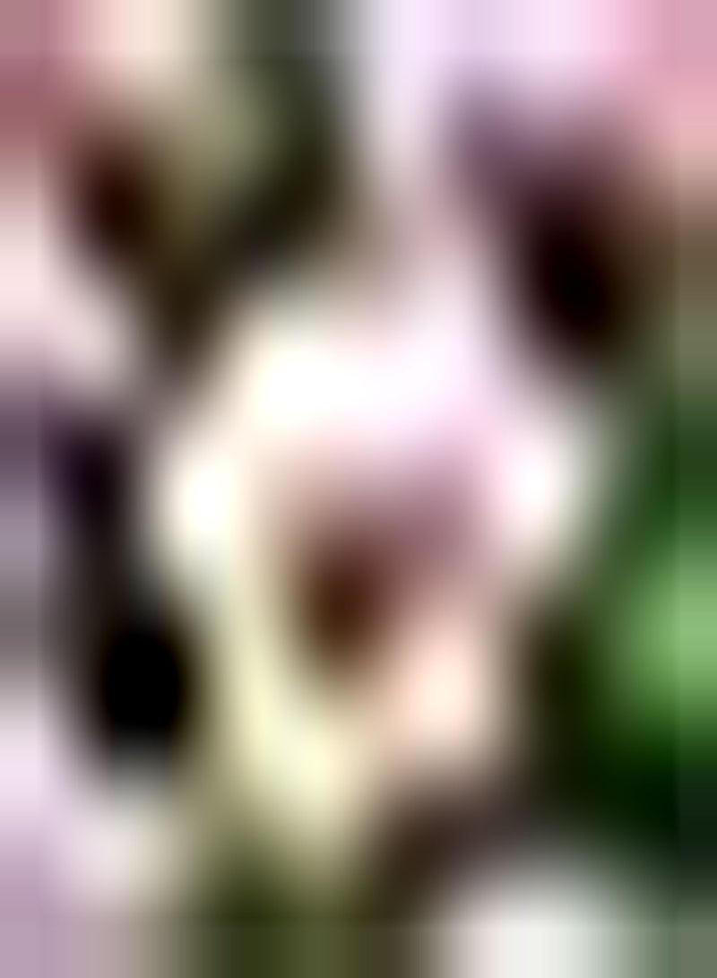 GGOOT 10pcs Rosa Tulpenzwiebeln Gartendekoration Machen Schnittblumensträuße Zierwert Wirtschaftlicher Wert Das Pflanzen ist Nicht schwierig - Image 1