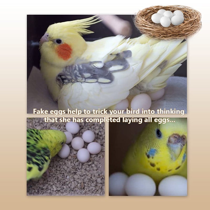 MESINURS Solid Plastic Eggs - Parrot Bird Hatching Replacing Eggs for Guiding Birds to Stop Laying, 10 PCS (S) - Image 4