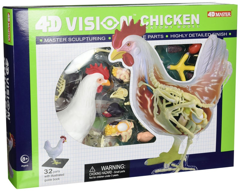 Tedco 4D Vision Chicken Anatomy Model - Image 1
