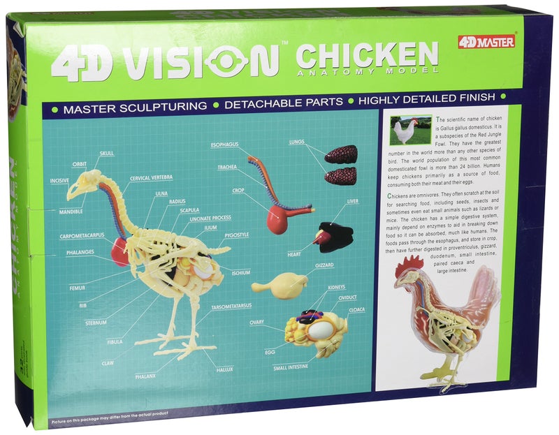 Tedco 4D Vision Chicken Anatomy Model - Image 2