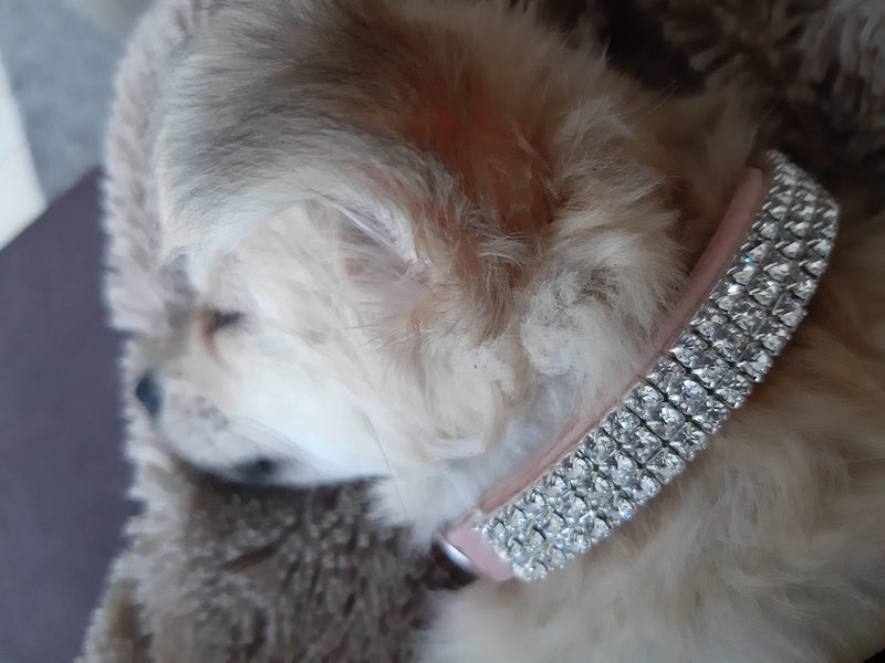 CHUKCHI Soft Velvet Safe Cat Adjustable Collar Bling Diamante with Bells,11 inch for Small Dogs and Cats (Pink) - Image 2