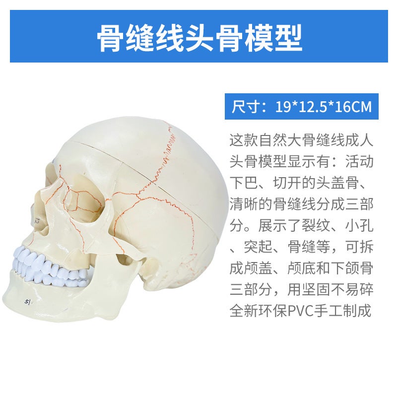 1 To 1 Head Human Skull Natural Large Adult Skull Teaching Medical Beauty Skull Skull Skull Model - Image 1