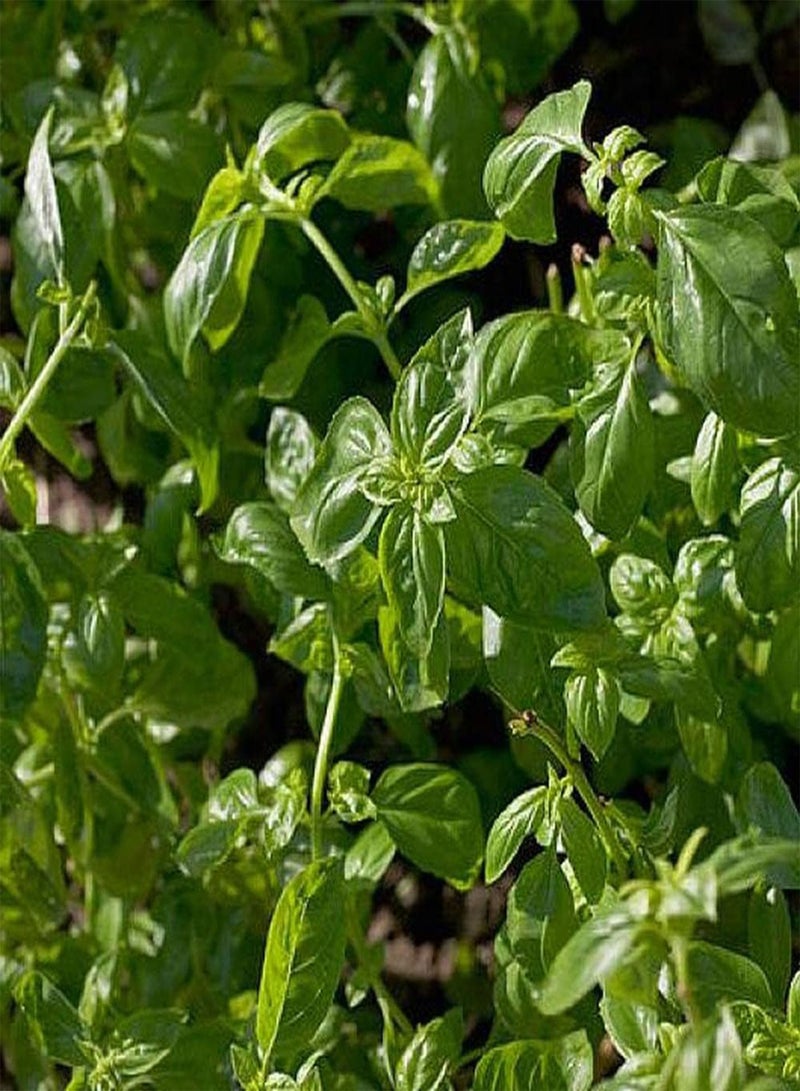 جي جوت 100 قطعة من بذور الريحان المزروعة في الدفيئة على مدار العام تنضح برائحة ساحرة تزين أحواض الزهور والحدود - Image 1